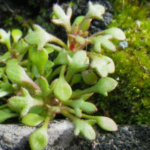 Photographie n°62892 du taxon Saxifraga tridactylites L. [1753]