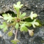  Liliane Roubaudi - Saxifraga tridactylites L. [1753]