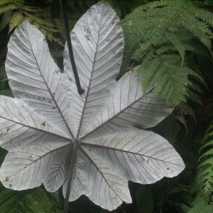 Photographie n°62901 du taxon Cecropia schreberiana Miq.