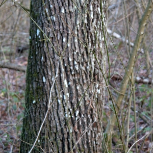 Photographie n°62910 du taxon Sorbus domestica L. [1753]