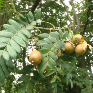 Photographie n°62914 du taxon Sorbus domestica L. [1753]