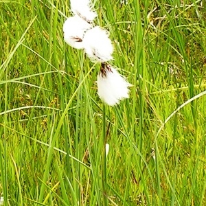 Photographie n°62918 du taxon Eriophorum angustifolium Honck. [1782]