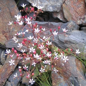 Photographie n°62919 du taxon Micranthes stellaris var. robusta (Engl.) B.Bock