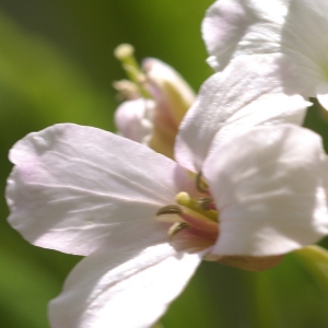 Photographie n°62945 du taxon Cardamine heptaphylla (Vill.) O.E.Schulz [1903]