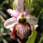  liliane Pessotto - Ophrys aveyronensis (J.J.Wood) P.Delforge [1984]