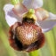  liliane Pessotto - Ophrys aveyronensis (J.J.Wood) P.Delforge [1984]