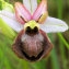  liliane Pessotto - Ophrys aveyronensis (J.J.Wood) P.Delforge [1984]