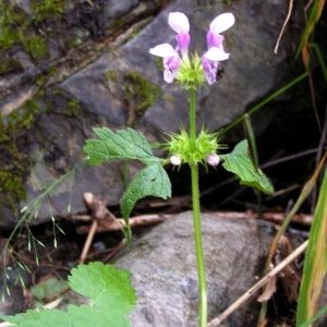 Photographie n°62974 du taxon Lamium maculatum (L.) L. [1763]