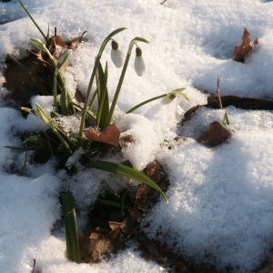 Photographie n°62991 du taxon Galanthus nivalis L. [1753]