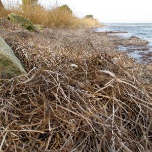 Photographie n°62993 du taxon Zostera marina L.