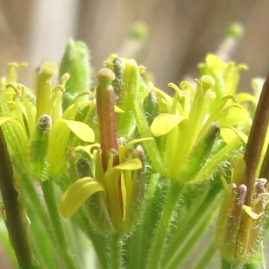 Photographie n°62998 du taxon Sisymbrium irio L. [1753]