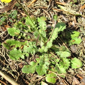 Photographie n°63002 du taxon Crepis sancta (L.) Bornm.