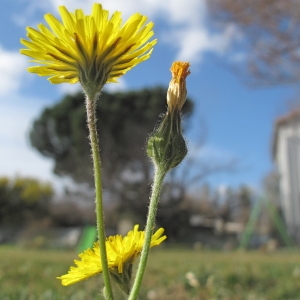 Photographie n°63003 du taxon Crepis sancta (L.) Bornm.