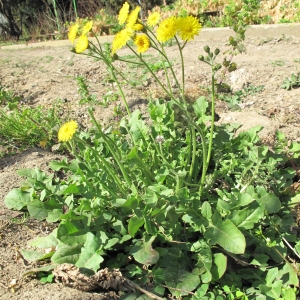 Marie  Portas, le  6 mars 2012 (Baho (Mas del noguer))