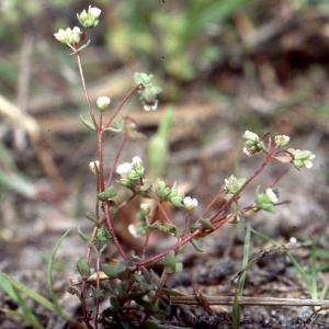 Photographie n°63028 du taxon Radiola linoides Roth [1788]