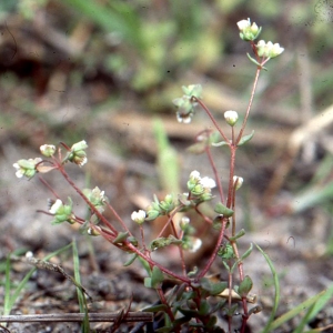 Photographie n°63029 du taxon Radiola linoides Roth [1788]