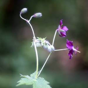 Photographie n°63032 du taxon Geranium phaeum L. [1753]