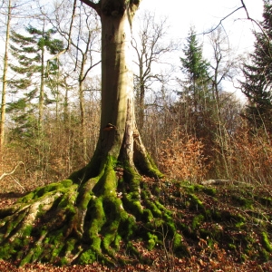 Photographie n°63044 du taxon Fagus sylvatica L. [1753]