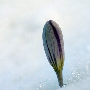 Photographie n°63045 du taxon Crocus versicolor Ker Gawl. [1808]