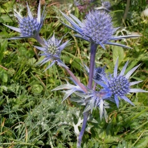 Photographie n°63047 du taxon Eryngium bourgatii Gouan [1773]