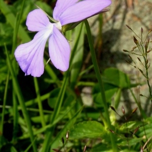 Photographie n°63052 du taxon Viola cornuta L. [1763]