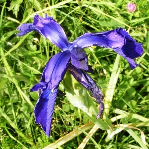 Photographie n°63056 du taxon Iris xiphioides Ehrh. [1792]