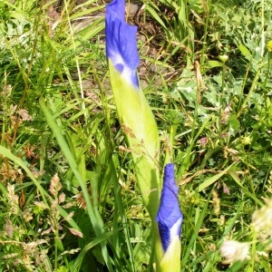 Photographie n°63058 du taxon Iris xiphioides Ehrh. [1792]