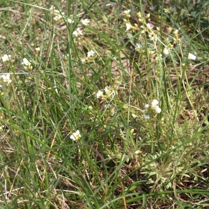 Photographie n°63065 du taxon Saxifraga hypnoides L. [1753]