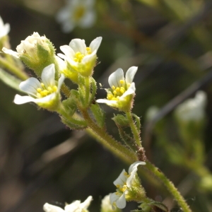 Saxifraga cespitosa subsp. hypnoides (L.) Bonnier & Layens (Gazon turc)