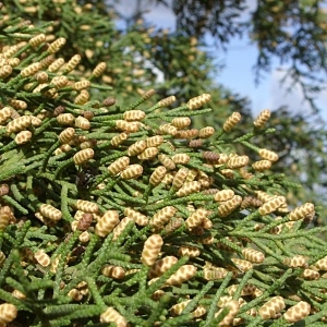 Photographie n°63088 du taxon Cupressus sempervirens L. [1753]