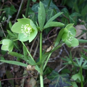 Photographie n°63091 du taxon Helleborus viridis L. [1753]