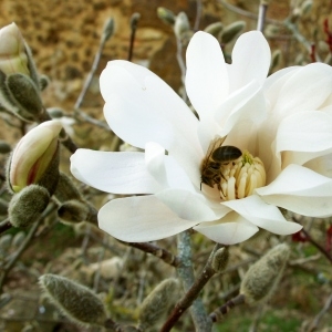 Magnolia stellata (Siebold & Zucc.) Maxim. (Magnolia étoilé)