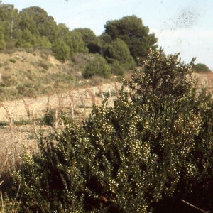 Photographie n°63101 du taxon Myrtus communis var. leucocarpa DC. [1828]