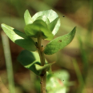 Photographie n°63108 du taxon Peplis erecta Moris [1843]