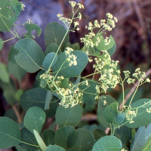 Photographie n°63110 du taxon Cotinus coggygria Scop. [1771]