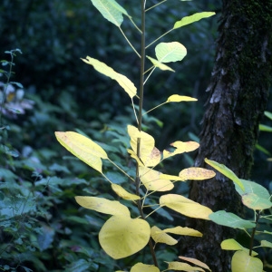 Photographie n°63112 du taxon Cotinus coggygria Scop. [1771]