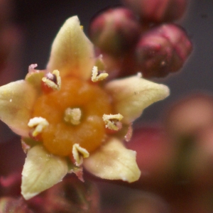 Photographie n°63115 du taxon Cotinus coggygria Scop. [1771]