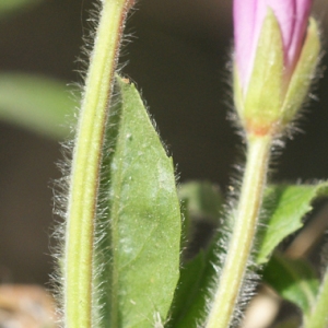 Photographie n°63126 du taxon Epilobium hirsutum L.