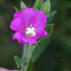 Photographie n°63130 du taxon Epilobium hirsutum L.