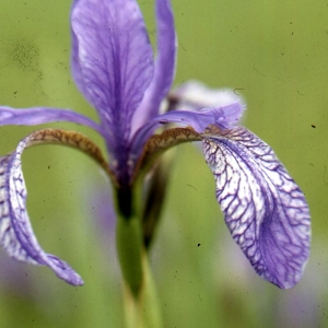 Photographie n°63146 du taxon Iris sibirica L. [1753]