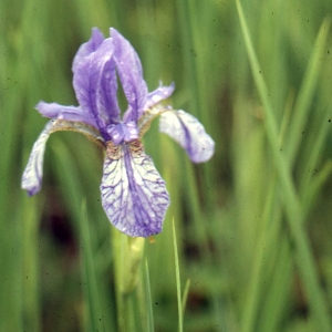 Photographie n°63148 du taxon Iris sibirica L. [1753]