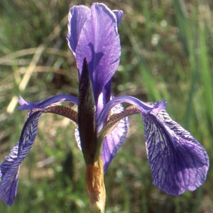 Photographie n°63149 du taxon Iris sibirica L. [1753]