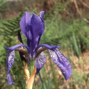 Photographie n°63150 du taxon Iris sibirica L. [1753]