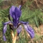  Liliane Roubaudi - Iris sibirica L. [1753]