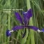  Liliane Roubaudi - Iris spuria subsp. maritima (Lam.) P.Fourn. [1935]
