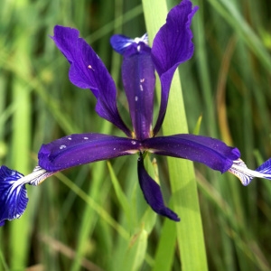 Photographie n°63155 du taxon Iris spuria subsp. maritima (Lam.) P.Fourn. [1935]