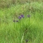  Liliane Roubaudi - Iris spuria subsp. maritima (Lam.) P.Fourn. [1935]