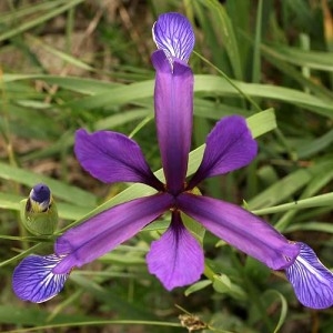 Photographie n°63158 du taxon Iris spuria subsp. maritima (Lam.) P.Fourn. [1935]
