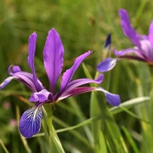 Iris reichenbachiana Klatt (Iris maritime)