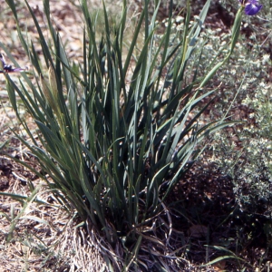  - Iris spuria subsp. maritima (Lam.) P.Fourn. [1935]